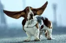 Fly Away Dog