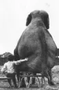 Friendship-Love and Elephants