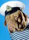 SAILOR DOG 