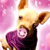 CUTE DOG