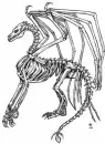 Skeleton Dragon