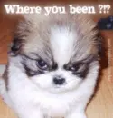 Where have you been?