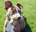 pittbull 