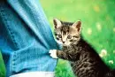 kitty