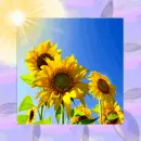 Sunny