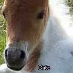 Cute foal