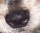 dogs nose 