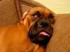 dog bad dream 
