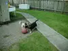 dogs running