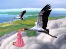 stork, baby is coming bocian z dzieckiem