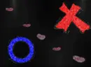 X O & PETALS