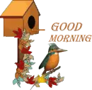 bird