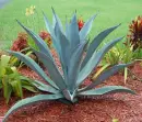 Blue agave