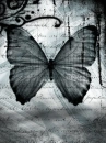 Black butterfly