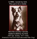 pitbull sgt. stubby