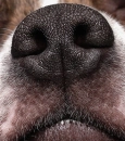 dogs nose