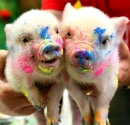 Pigs