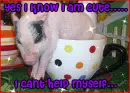 Cute Piggy!