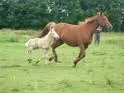 chestnut horse 