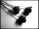 broken black rose