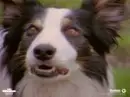 border collie