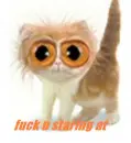 funny cat