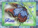 Blue Butterfly - Rita