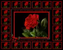 A red rose for someone special like you