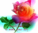 Lovely rose