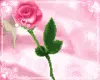 rily