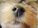 Bienvenida a YorkiePlace