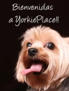 Bienvenidas a yorkieplace