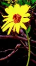 Yellow Flower