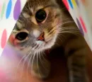 sparkley kitten