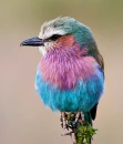 bird
