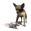 chihuahua barking at mouse