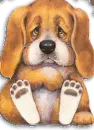 sad puppy 