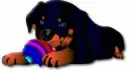 cute rottie