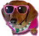 penny the prissy puppy