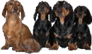 sassuage dog family
