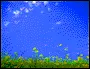 jumping jackrussell