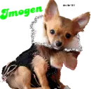 request dog