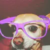 Throw your pink glasses,dog.