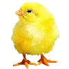 Cute Chick