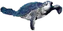 Sea Turtle