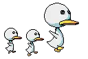 Duck Family