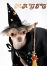 magic puppy
