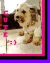 cute puppy