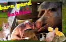 barn yard babbies
