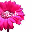 Syeda Flower